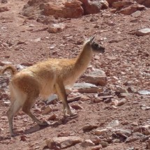 Everything ok, the Guanaco comes very close